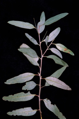 APII jpeg image of Eucalyptus ravida  © contact APII