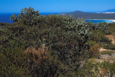 APII jpeg image of Eucalyptus redunca  © contact APII