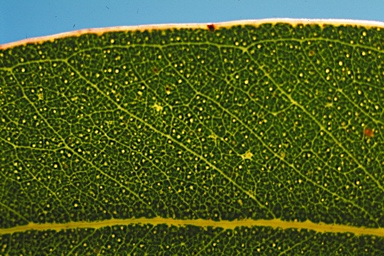 APII jpeg image of Eucalyptus rudis subsp. cratyantha  © contact APII