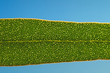 APII jpeg image of Eucalyptus salmonophloia  © contact APII