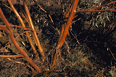 APII jpeg image of Eucalyptus diminuta  © contact APII