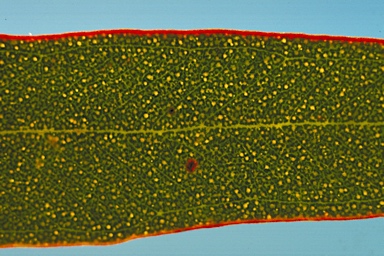 APII jpeg image of Eucalyptus scyphocalyx  © contact APII