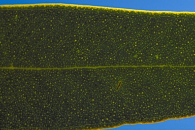 APII jpeg image of Eucalyptus socialis subsp. eucentrica  © contact APII