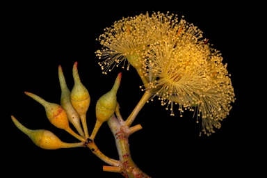 APII jpeg image of Eucalyptus socialis subsp. eucentrica  © contact APII