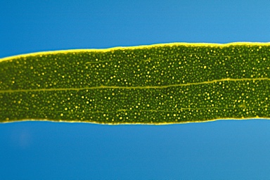 APII jpeg image of Eucalyptus orthostemon  © contact APII