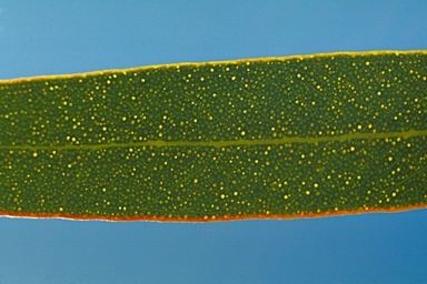 APII jpeg image of Eucalyptus sporadica  © contact APII