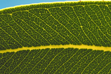 APII jpeg image of Eucalyptus staeri  © contact APII