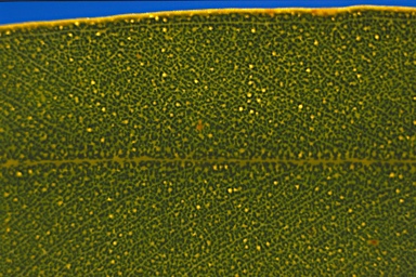 APII jpeg image of Eucalyptus striaticalyx subsp. striaticalyx  © contact APII