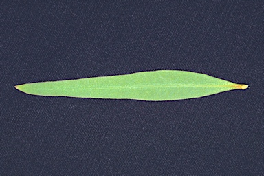 APII jpeg image of Eucalyptus eremicola subsp. peeneri  © contact APII