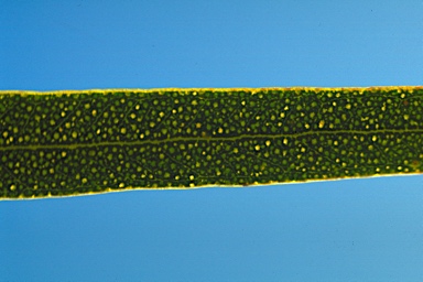 APII jpeg image of Eucalyptus subtilis  © contact APII