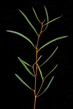 APII jpeg image of Eucalyptus subtilis  © contact APII