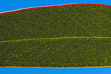 APII jpeg image of Eucalyptus torquata  © contact APII