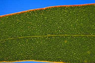 APII jpeg image of Eucalyptus phenax subsp. phenax  © contact APII