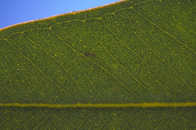 APII jpeg image of Eucalyptus vokesensis  © contact APII