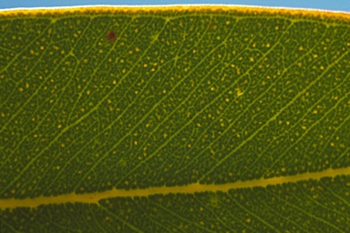 APII jpeg image of Eucalyptus youngiana  © contact APII