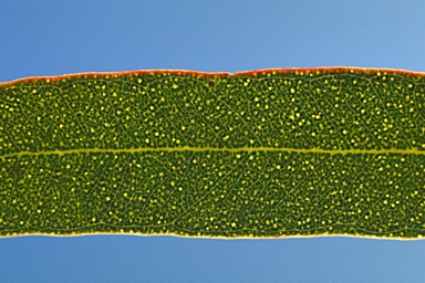 APII jpeg image of Eucalyptus aspersa  © contact APII