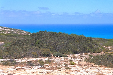 APII jpeg image of Eucalyptus diversifolia subsp. hesperia  © contact APII