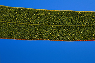 APII jpeg image of Eucalyptus delicata  © contact APII