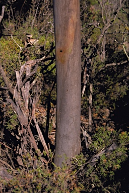 APII jpeg image of Eucalyptus stoatei  © contact APII