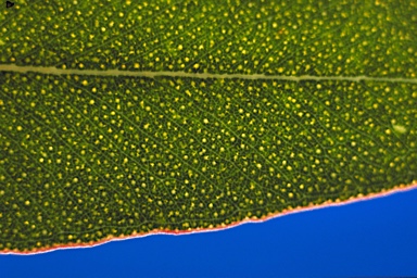 APII jpeg image of Eucalyptus crucis subsp. praecipua  © contact APII