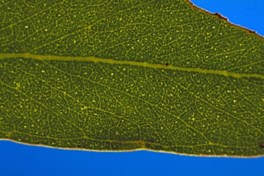 APII jpeg image of Eucalyptus arguta  © contact APII