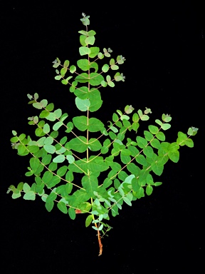 APII jpeg image of Eucalyptus angophoroides  © contact APII
