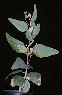 APII jpeg image of Eucalyptus jucunda  © contact APII