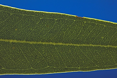 APII jpeg image of Corymbia aparrerinja  © contact APII