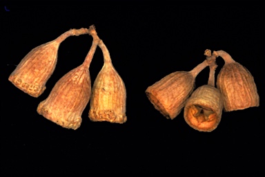 APII jpeg image of Corymbia aparrerinja  © contact APII