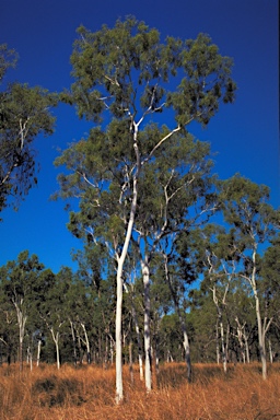 APII jpeg image of Corymbia bella  © contact APII