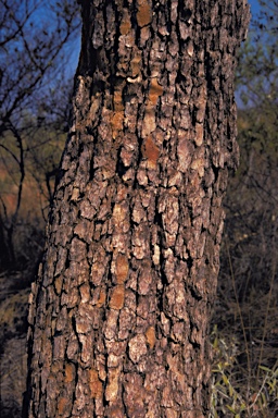 APII jpeg image of Corymbia deserticola subsp. mesogeotica  © contact APII