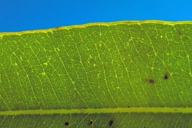 APII jpeg image of Corymbia dichromophloia  © contact APII