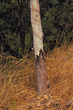 APII jpeg image of Corymbia kombolgiensis  © contact APII
