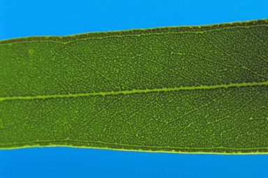 APII jpeg image of Eucalyptus lucens  © contact APII