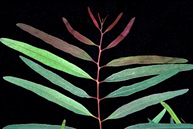 APII jpeg image of Eucalyptus jensenii  © contact APII