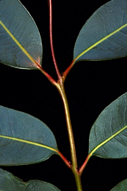 APII jpeg image of Corymbia terminalis  © contact APII