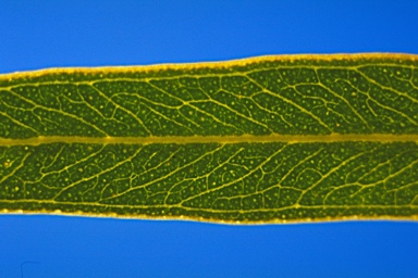 APII jpeg image of Eucalyptus odontocarpa  © contact APII