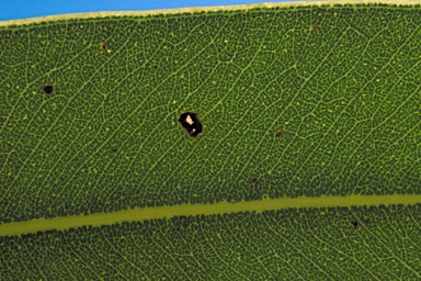 APII jpeg image of Eucalyptus patellaris  © contact APII