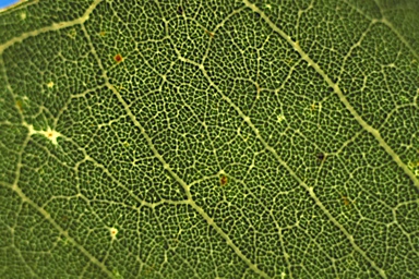 APII jpeg image of Corymbia polysciada  © contact APII