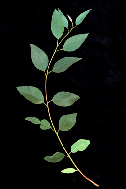 APII jpeg image of Eucalyptus sessilis  © contact APII