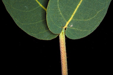 APII jpeg image of Corymbia setosa  © contact APII