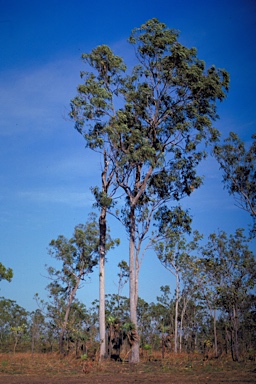 APII jpeg image of Eucalyptus tetrodonta  © contact APII