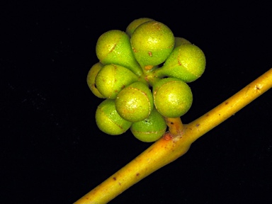 APII jpeg image of Eucalyptus tintinnans  © contact APII