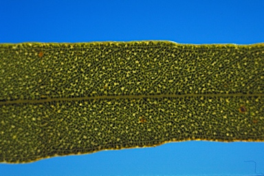 APII jpeg image of Eucalyptus ultima  © contact APII