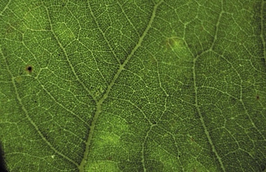 APII jpeg image of Corymbia karelgica  © contact APII