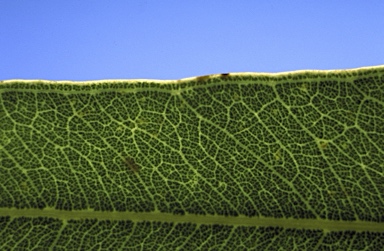 APII jpeg image of Eucalyptus limitaris  © contact APII