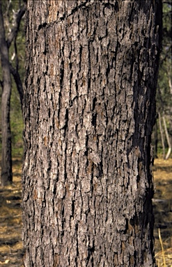 APII jpeg image of Corymbia ptychocarpa subsp. aptycha  © contact APII