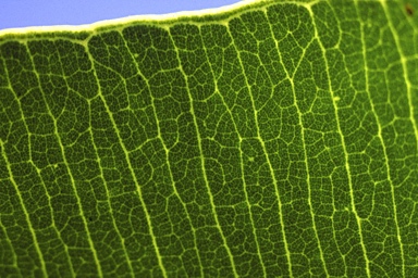 APII jpeg image of Corymbia cadophora subsp. cadophora  © contact APII