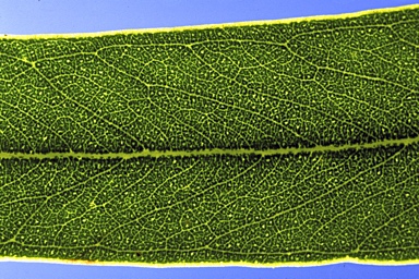 APII jpeg image of Eucalyptus cambageana  © contact APII