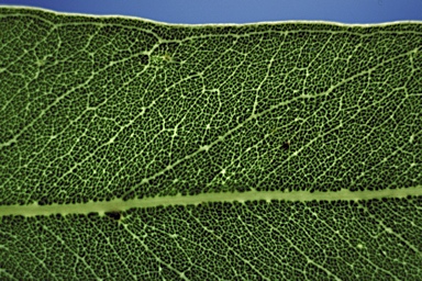 APII jpeg image of Corymbia papuana  © contact APII